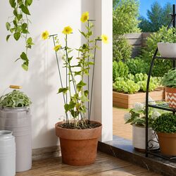Elevate Your Garden with 20 Pcs Plant Stakes